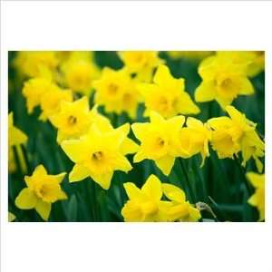 12 Large Yellow Tamara Daffodil Flower Bulbs  Grocery 
