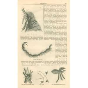  1859 Insects Fleas illustrated 