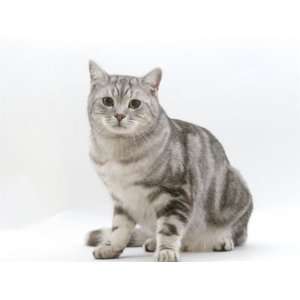Domestic Cat, 4 Year Silver Tabby Male Kitten Premium Poster Print by 