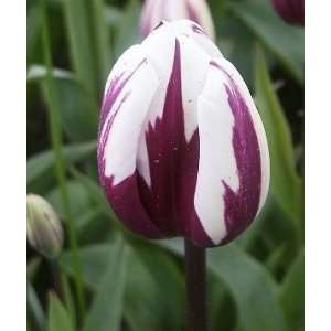  Rems Favourite Tulip Flower Seed Pack Patio, Lawn 