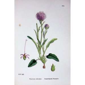  Botany Plants C1902 Round Headed Rampion Flowers