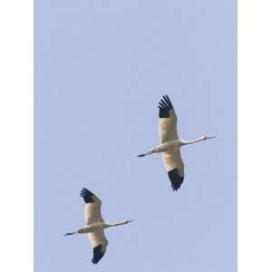  China, Jiangxi Province, Poyang Lake, Siberian Cranes (Crus 