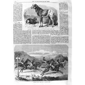    1866 Long Eared African Sheep Salisbury Horse Race