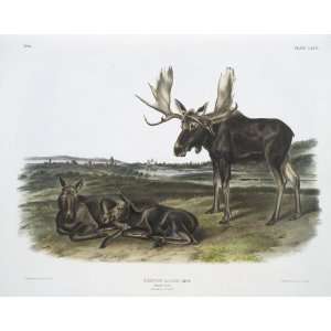   20 inches   Servus alces, Moose Deer. Old male &