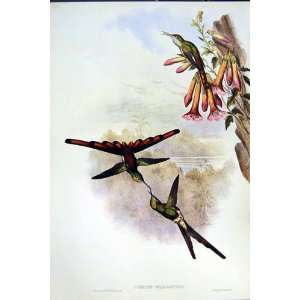  1990 Hummingbirds Cynanthus Smaragdicaudus Cometes