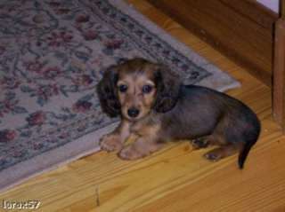 Your Doxie Photos items in Whats Up Dox Dachshund Shoppe store on 
