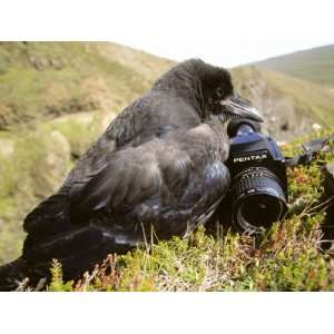  Common Raven, and Camera, Iceland Giclee Poster Print 