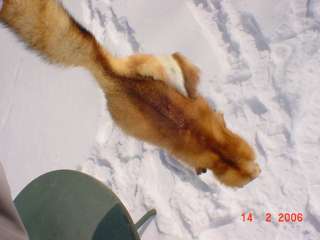 Red Fox pelt fur/skin for mountain man hat/indian craft  