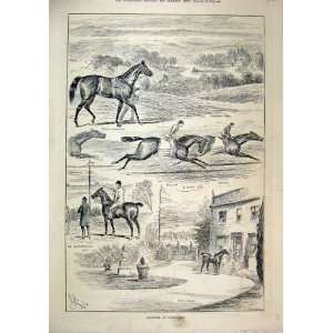  1887 Sketches Lambournes Horse Ashdown Park Stork