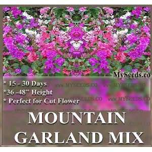  1 oz (78,000+) MOUNTAIN GARLAND MIX Flower Seeds Clarkia 