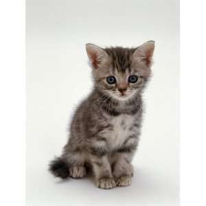  Domestic Cat, 7 Weeks, Silver Tortoiseshell Kitten Premium 