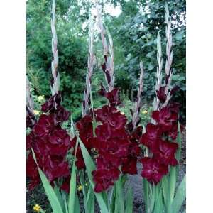    Belle de Nuit Hybrid Gladiolus 10 Bulbs Patio, Lawn & Garden