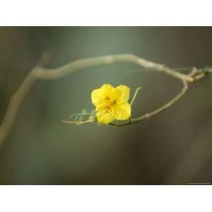  The Flower of a Creosote Bush, Omaha Zoo, Nebraska Premium 