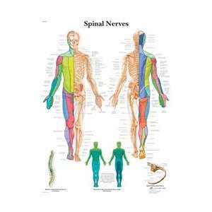 Spinal Nerves   Anatomical Chart  Industrial & Scientific