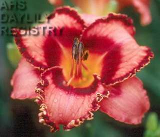 plants shipping daylily abbreviations xxxxx hybridizer year 