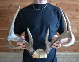 Deer Antlers Taxidermy Shed Horn Hunt Crafts Rack Hunting Cabin Home 