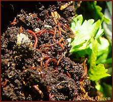 Worms can consume several pounds of compost a day.