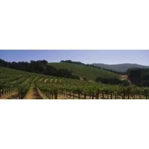 Vineyard on a Landscape, Napa Valley, California, USA Photographic 
