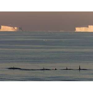  Whales (Orcinus Orca) in Front of Tabular Icebergs, Southern Ocean 