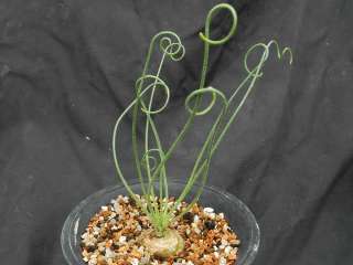 Albuca Spiralis / Astrophytum / Ariocarpus / Haworthia  