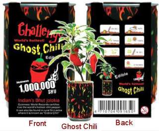 Hottest Ghost Pepper Chili Chilli Grow Your Own Bhut Jolokia Plant 