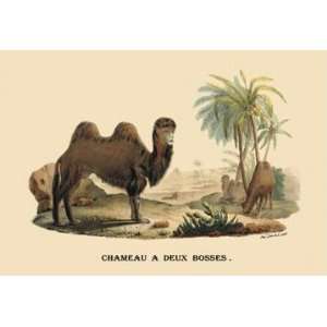  Exclusive By Buyenlarge Chameau a Deux Bosses (Camel 