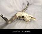 Authentic Vintage Oversize Steer Skull & Horns (4289)*  