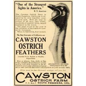  1909 Ad Cawston Ostrich Farm Feathers Event Oranges 