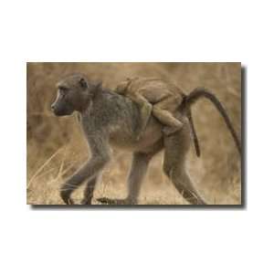 Mother And Baby Chacma Baboon South Africa Giclee Print  