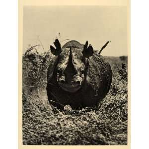  1930 African Rhinoceros Charging Rhino Photogravure 