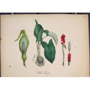  Wild Turnip Flora Fauna Flower Colour Old Print 1855