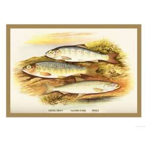  Young Trout, Salmon Parr. and Smelt Giclee Poster Print by 