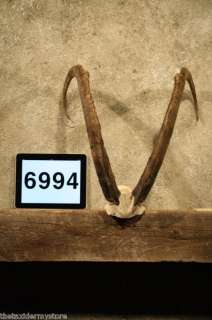 6994 Bezoar Ibex Skull Horns Taxidermy Decor Antlers  