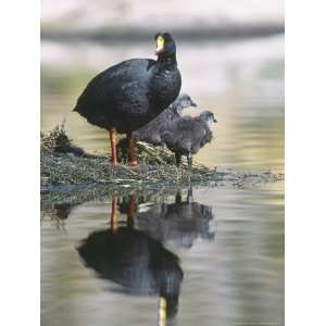  Giant Coot, with Chicks on Floating Nest, Lauca National 
