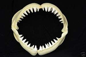 New 7 Foot Great White Shark Jaws Teeth Nautical Statue  
