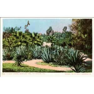  Reprint Los Angeles CA   A Cacti Garden, Westlake Park 