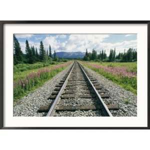  Alaska Railroad Tracks Lined on Either Side by Pink 