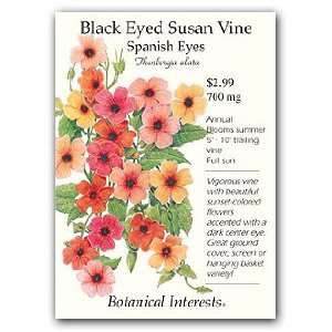  Black Eyed Susan VIne Spanish Eyes Seeds Patio, Lawn 