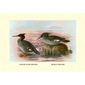  Auckland Island and Brazilian Mergansers   Paper Poster 