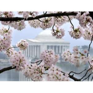 are in Full Bloom Along the Tidal Basin in Washington Associated Press 