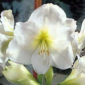  White Dazzler Hybrid Dutch Amaryllis 1 Bulb Patio, Lawn & Garden