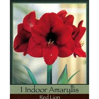     Indoor Amaryllis Kit   Red Lion   Deep Red