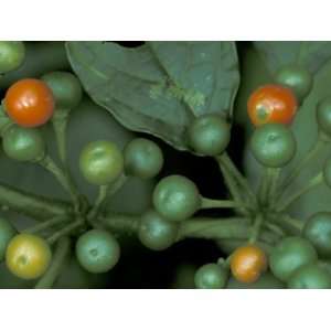 Berries of an Understory Shrub, Vulcano Baru, Parque National de 