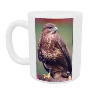 A buzzard bird of prey   Mug   Standard Size Kitchen 