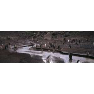 Penguins Make their Way to the Colony, Baily Head, Deception Island 