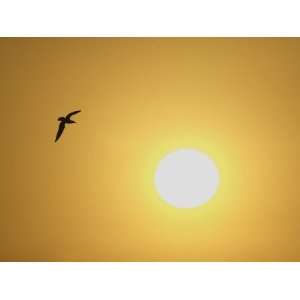  Silhouette of Flying Ring Billed Gull at Sunrise, Merritt 