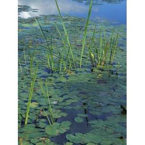  Water Lilies, New Hampshire, USA Premium Photographic 