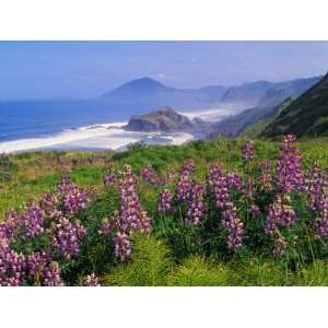 Lupine Flowers and Rugged Coastline along Southern Oregon, USA 
