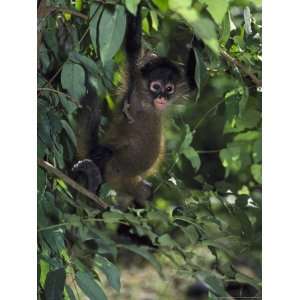 Spider Monkeyateles Sp.Young in Treepacific Coast, Costa Rica 