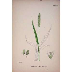  Setaria Viridis Green Bristle Grass Colour Print C1878 